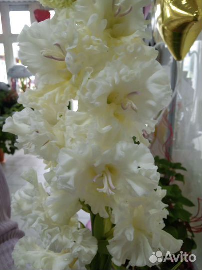 Гладиолусы, георгины лилии