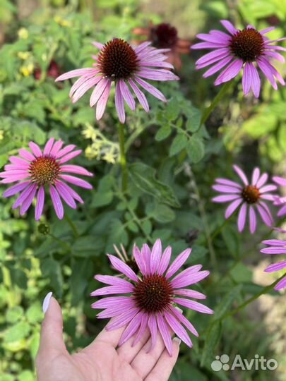 Эхинацея пурпурная и другие цвета