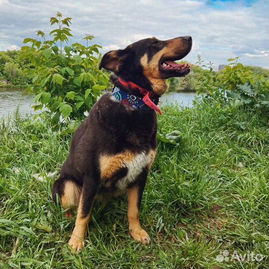 Добря ищет дом