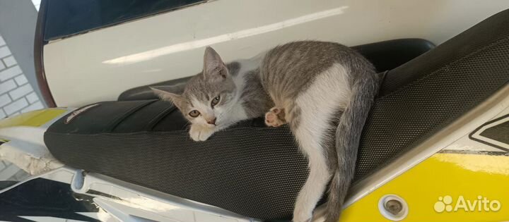 Шотландские метисы