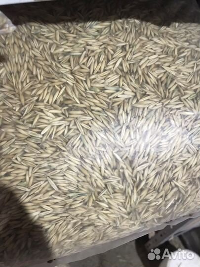 Пшеница,ячмень,овес