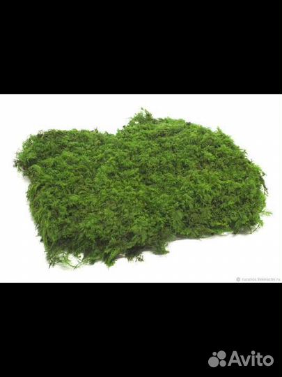 Стабилизированный пластовой мох