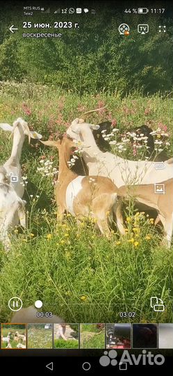 Козье молоко оптом масло сливочное оптом