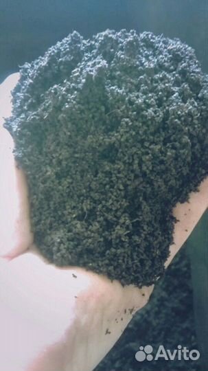 Червь,черви Владимирский старатель