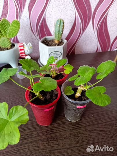 Пеларгония