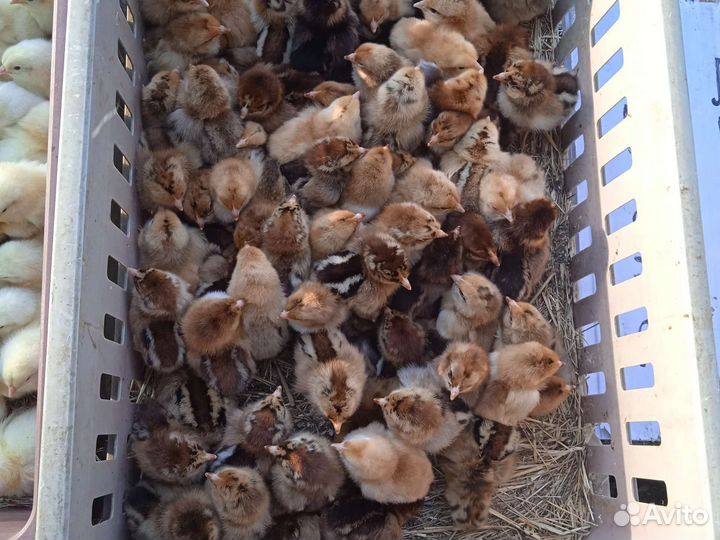 Цыплята адлерская и кученская
