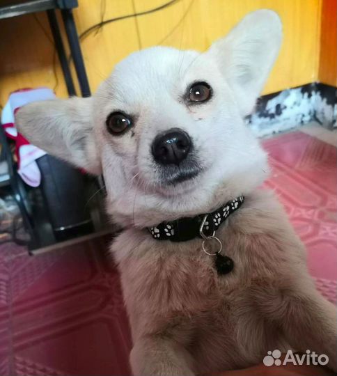 Ошейник с колокольчиком Black