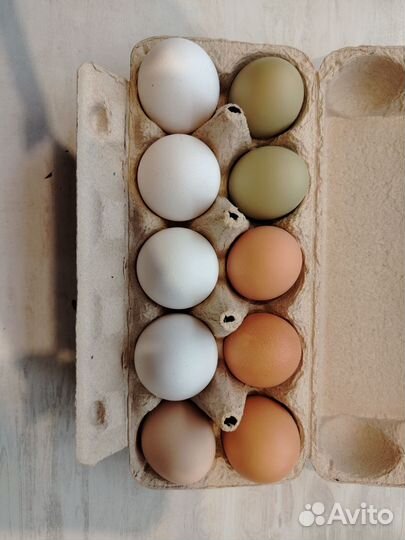 Яйца для инкубации