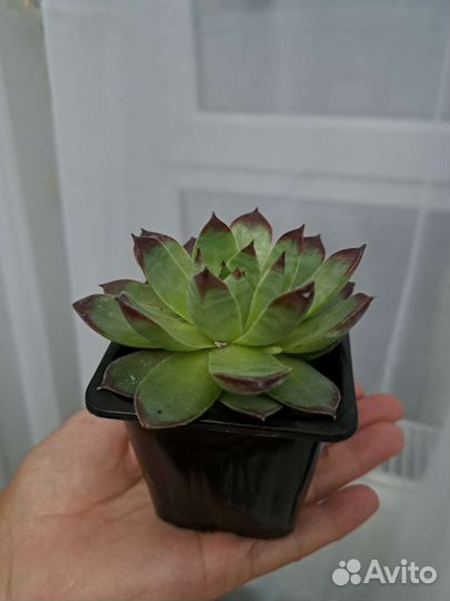 Каменная роза, молодило