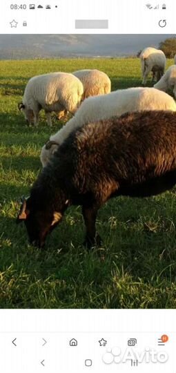 Бараны овцы