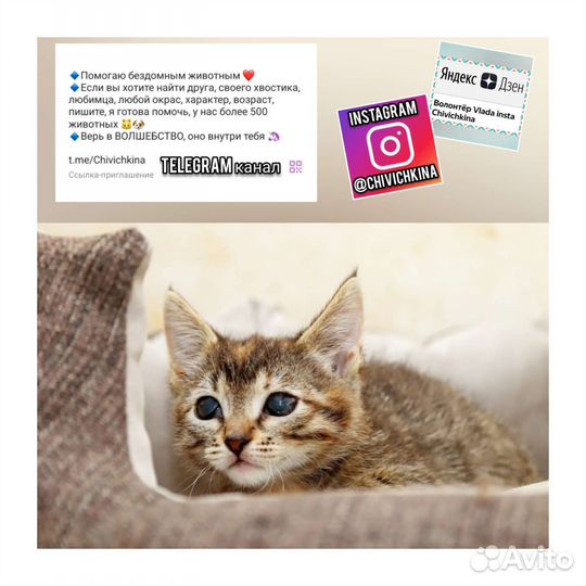 Котята и котики, слепые, особенные, инвалиды