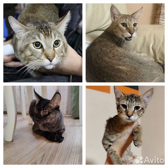 Котята Чаузи