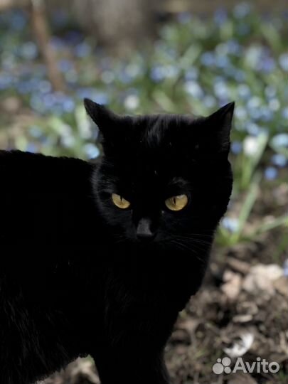 Котенок в дар бесплатно