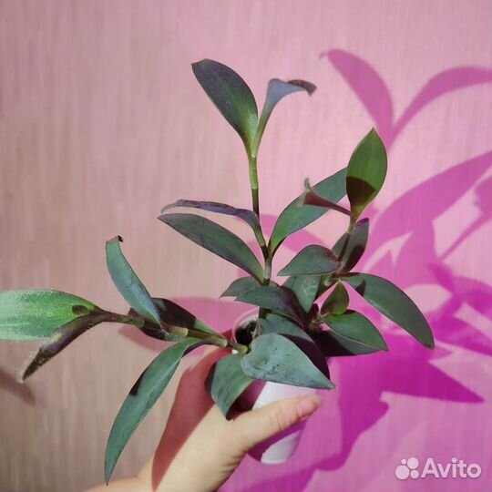 Цветы
