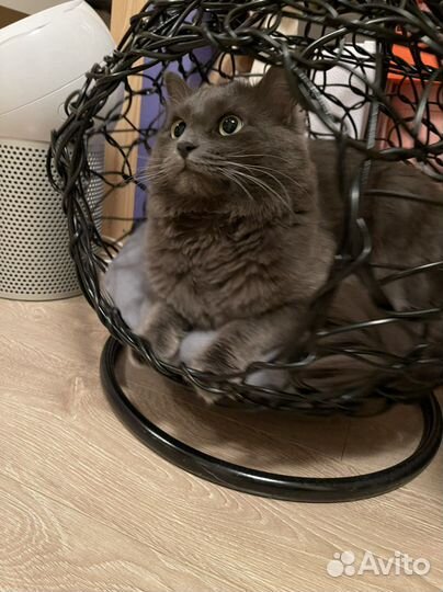 Котик Боня ищет кошечку для вязки