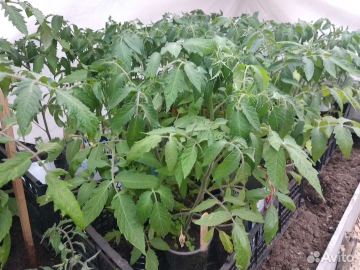 Рассада томатов