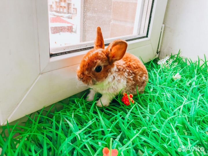 Мини карликовый кролик