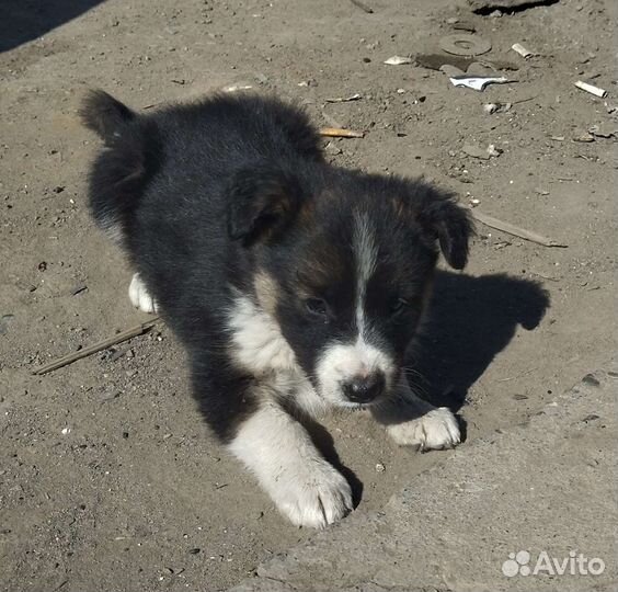 Щенки ищут дом