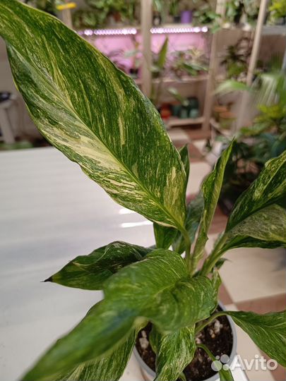 Спатифиллум Даймонд