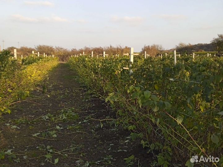 Саженцы ремонтантной малины