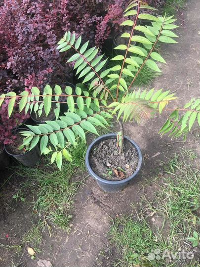 Саженцы уксусного дерева (сумх)