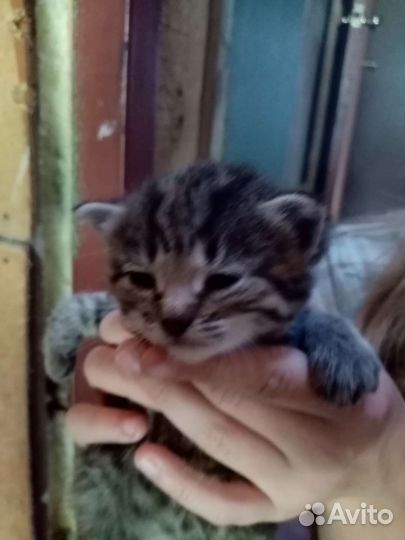 Продам метис котёнка от британка и бобтейла