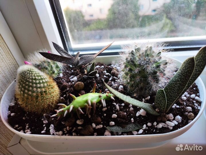 Набор кактусов