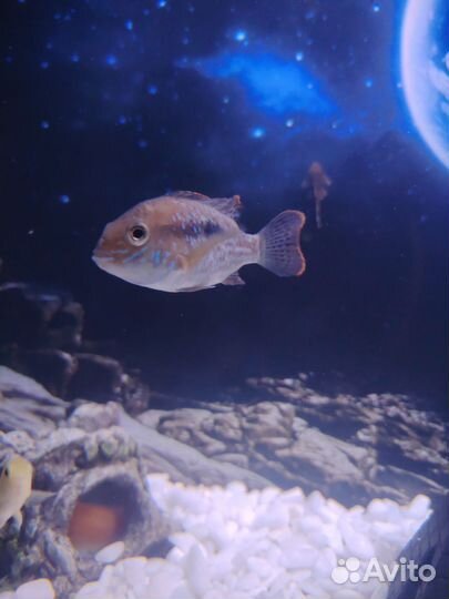 Акара бирюзовая