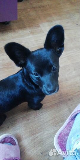 Случка шпиц