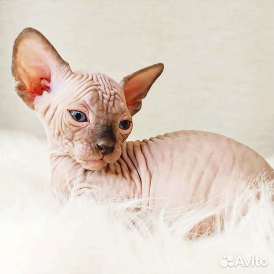 Котенок девочка