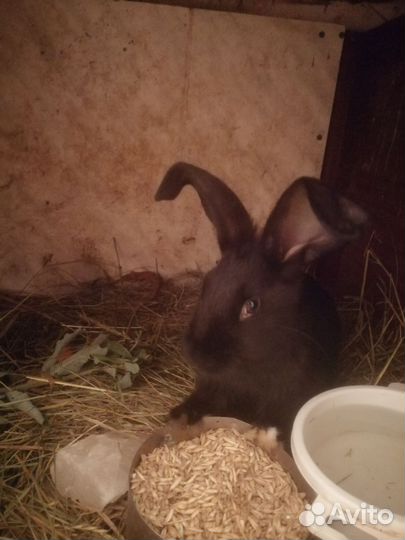 Кролик и на мясо и на развод мясные породы