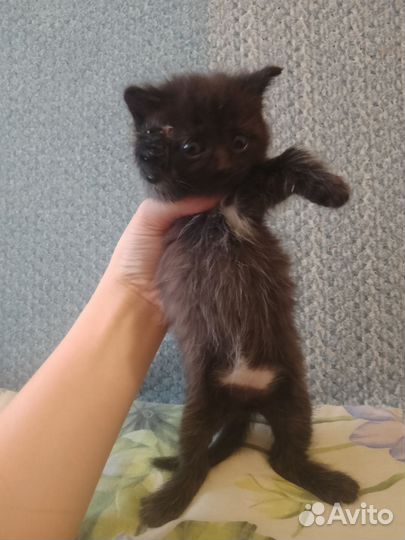 Отдам в добрые руки котят