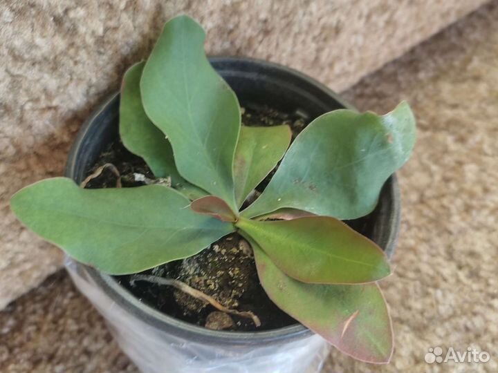 Кермек лавандовый