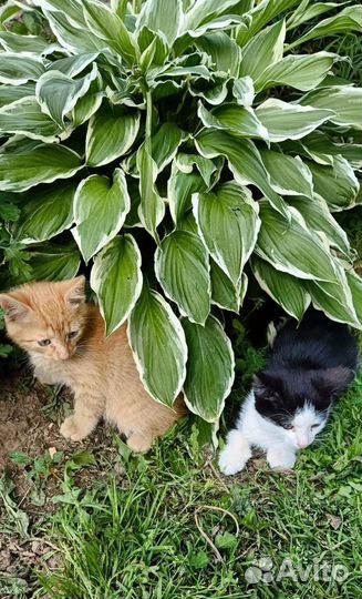 Отдам котят в добрые руки