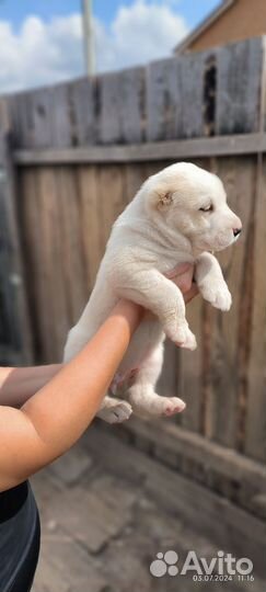Алабай сао щенки