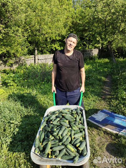 Огурцы свежие тепличные