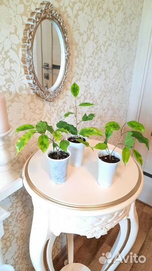 Фикусы разных сортов