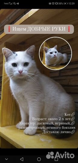 Кот В добрые руки