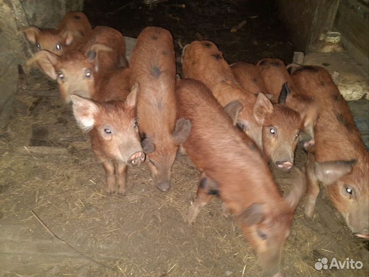 Поросята породы дюрок с кб
