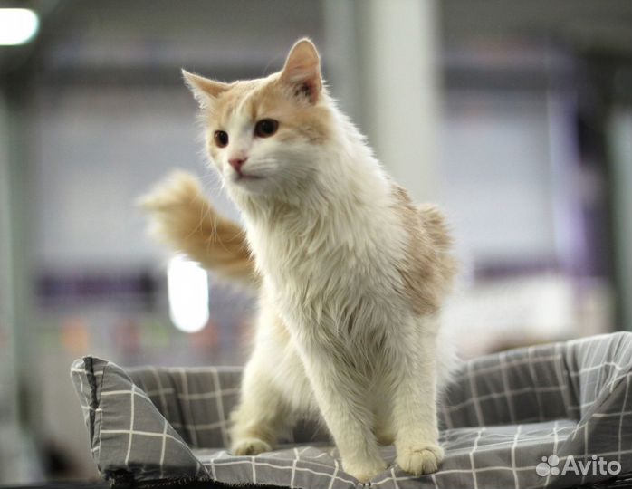 Котик ищет дом