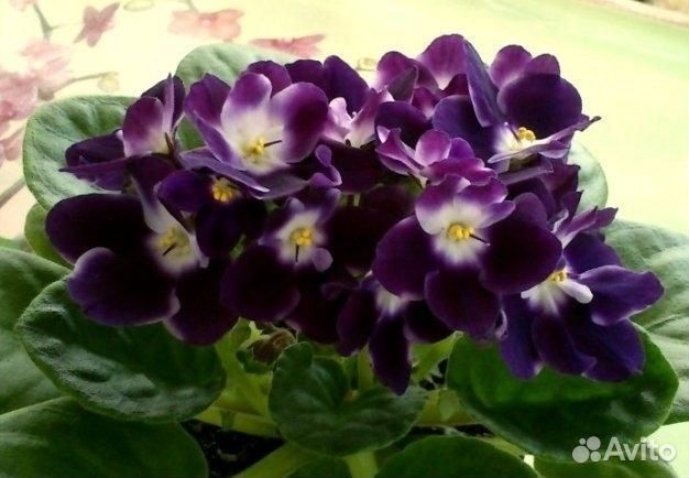 Детки фиалок