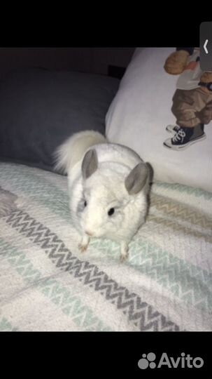 Шиншилла девочка