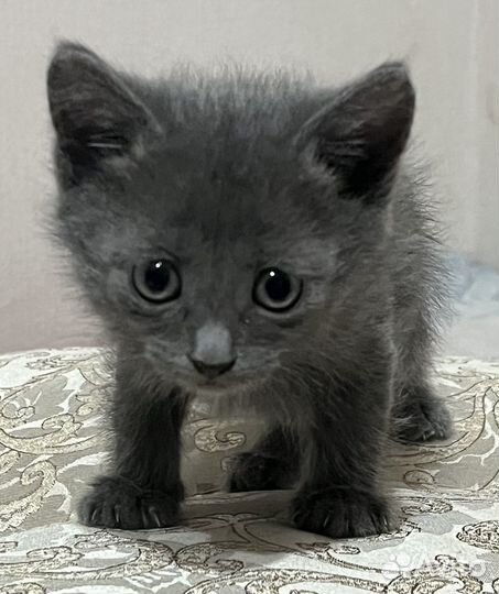 Котятки в добрые руки
