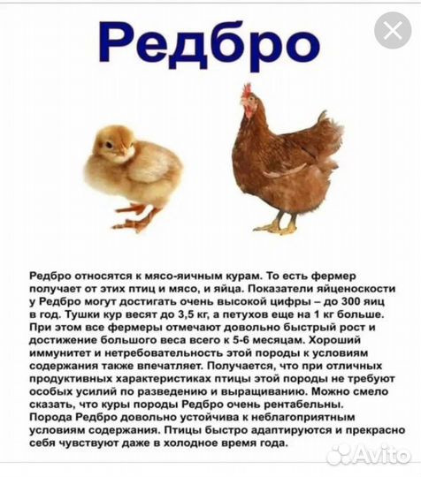 Цыплята