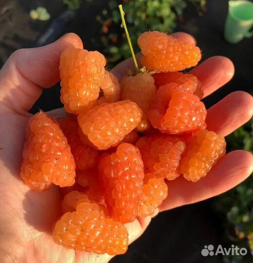 Малина Оранжевое чудо