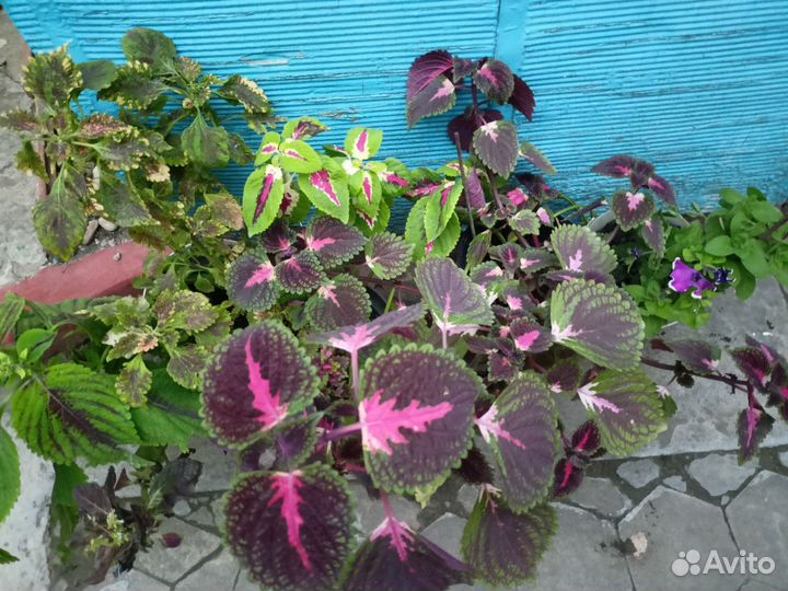 Колеус. Черенки