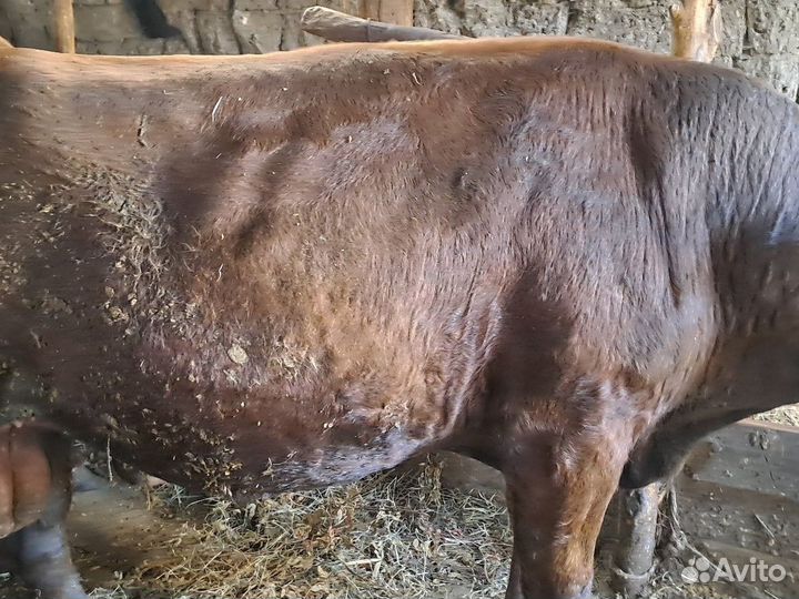 Быки и телки на мясо