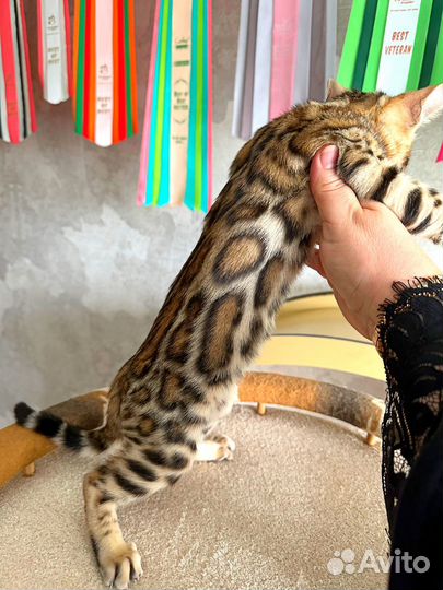 Бенгальские котята