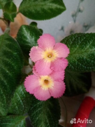 Малышка эписция сорт 