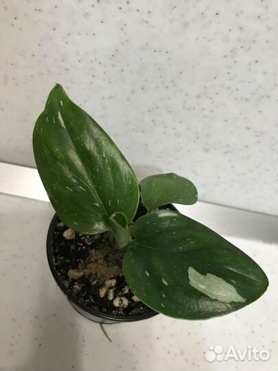 Филодендроны